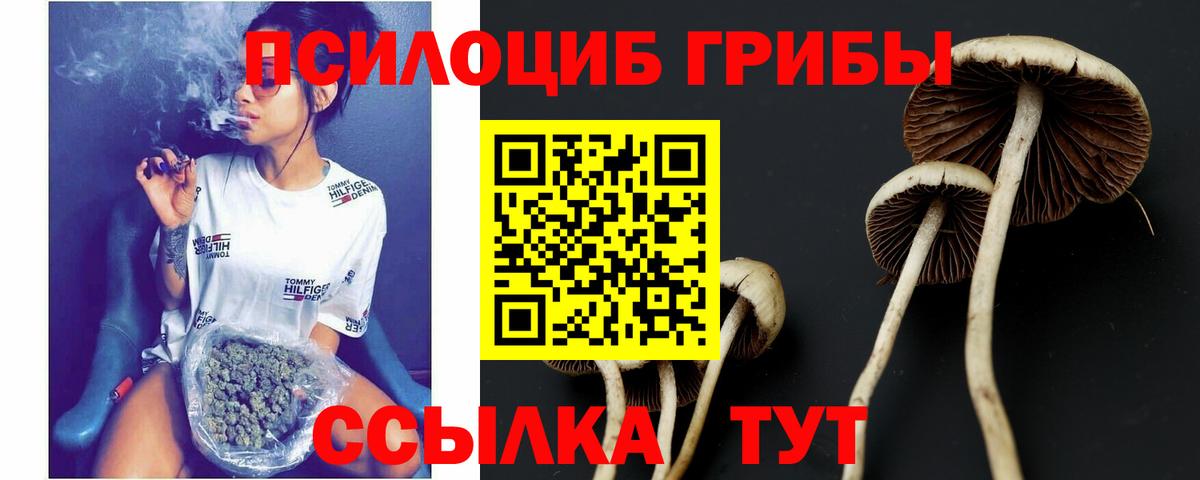 Псилоцибиновые грибы мицелий Курчалой